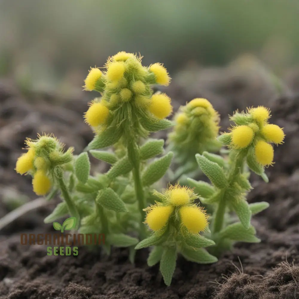 Yellow Rattle Seeds Rhinanthus Minor Native Flower Spring Annuals