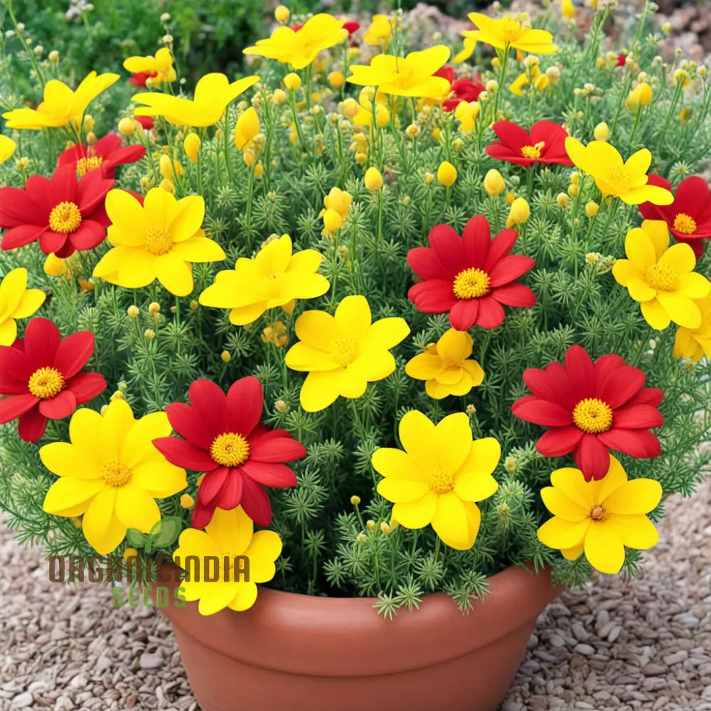 Yellow Red Arizona Flower Seeds Wildflower Mix Red Annuals