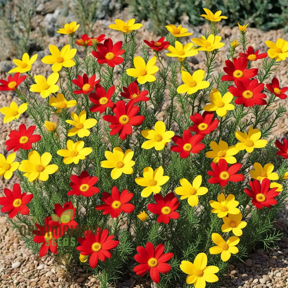 Yellow Red Arizona Flower Seeds Wildflower Mix Red Annuals