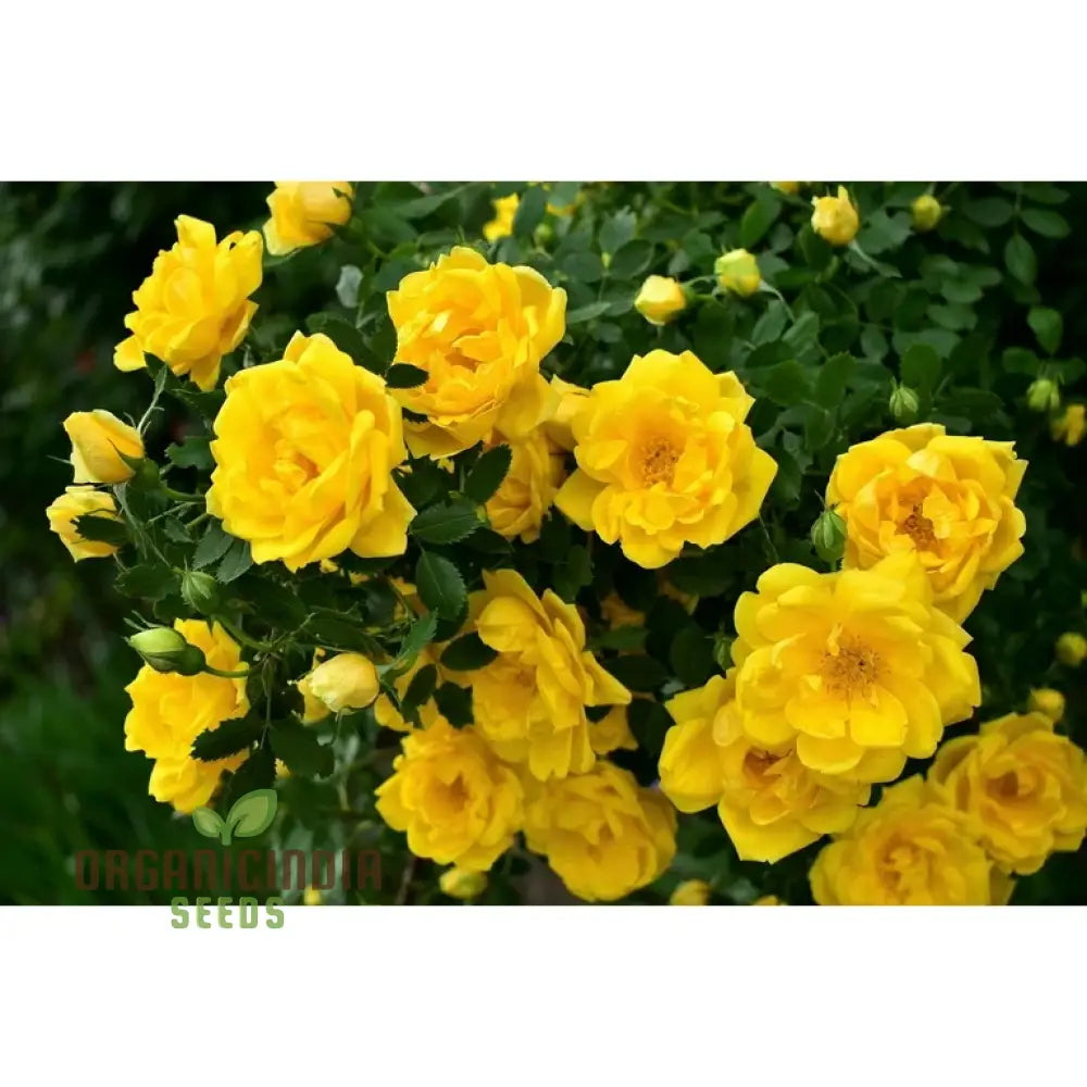 Yellow Rose Flower Seeds For Planting High-Quality Vibrant Blooms Seeds