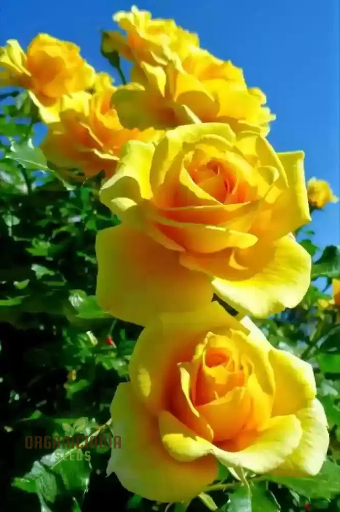 Yellow Rose Flower Seeds For Planting High-Quality Vibrant Blooms Seeds