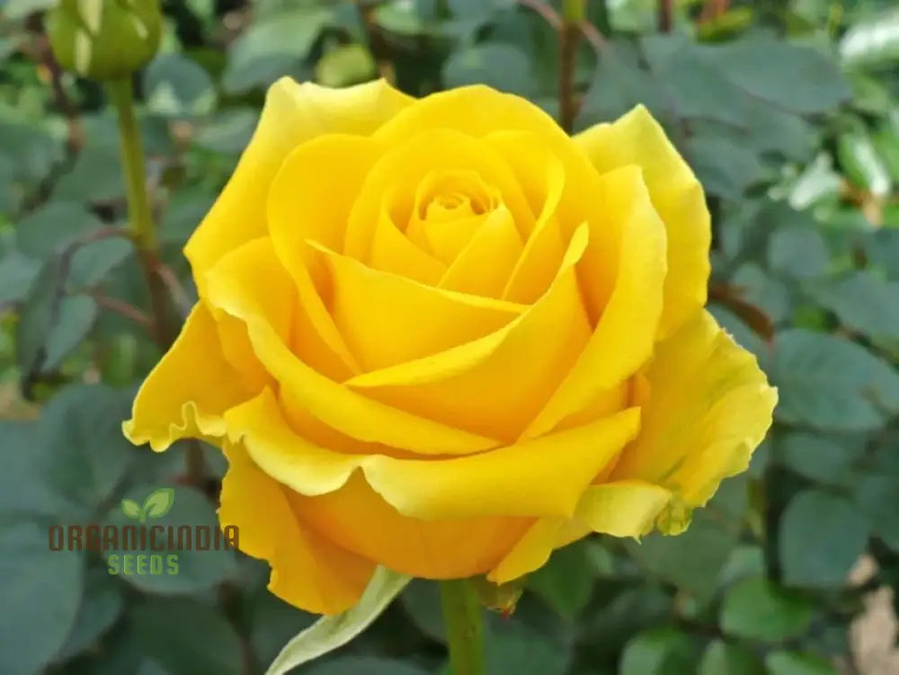 Yellow Rose Flower Seeds For Planting High-Quality Vibrant Blooms Seeds