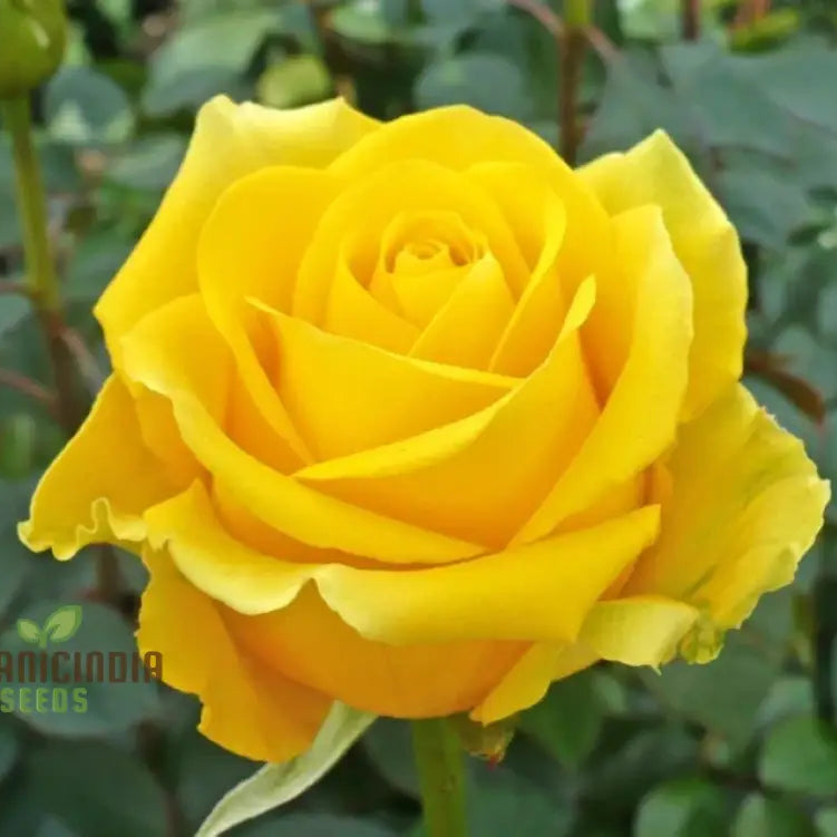 Yellow Rose Flower Seeds For Planting High-Quality Vibrant Blooms Seeds