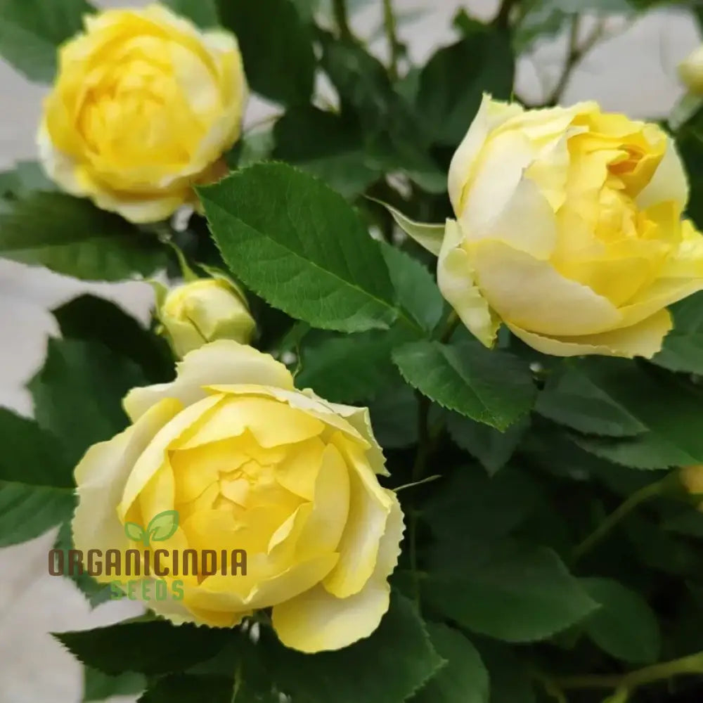 Yellow Rose Flower Seeds For Planting High-Quality Vibrant Blooms Seeds