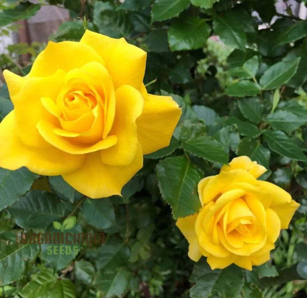 Yellow Rose Flower Seeds For Planting High-Quality Vibrant Blooms Seeds