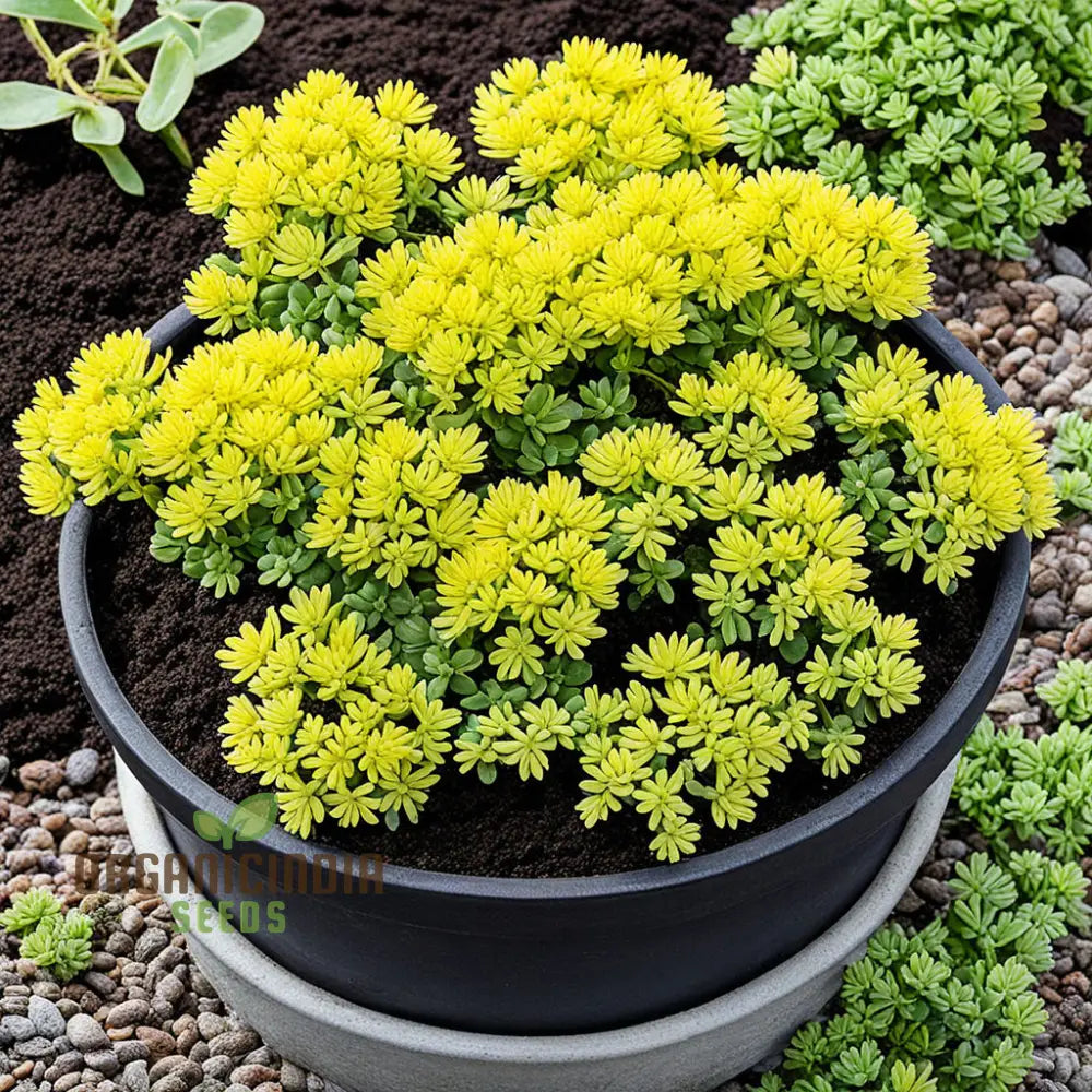 Yellow Sedum Kamtschaticum Flower Seeds - Sunshine Blooms For Hardy Garden Groundcovers Perennials