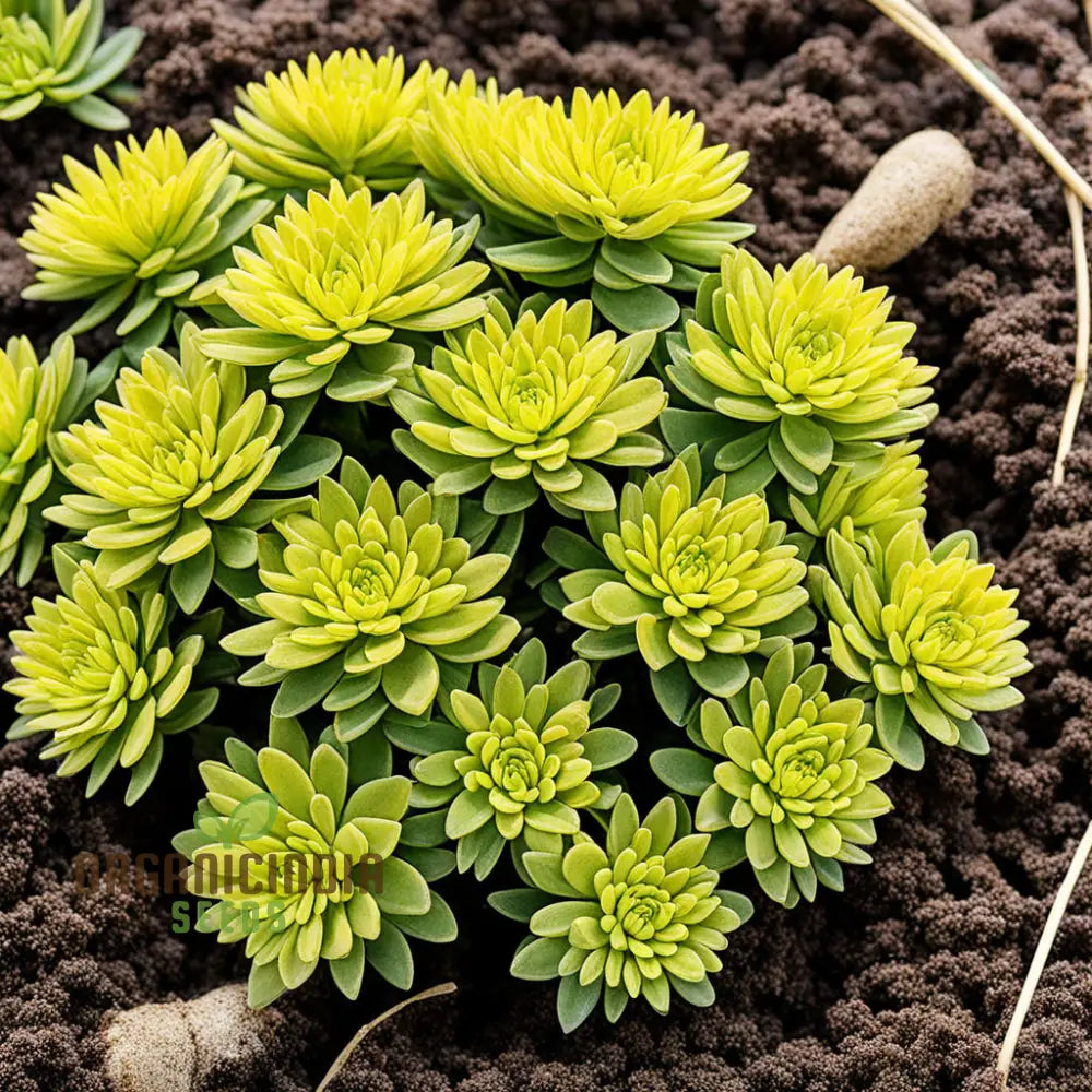 Yellow Sedum Kamtschaticum Flower Seeds - Sunshine Blooms For Hardy Garden Groundcovers Perennials