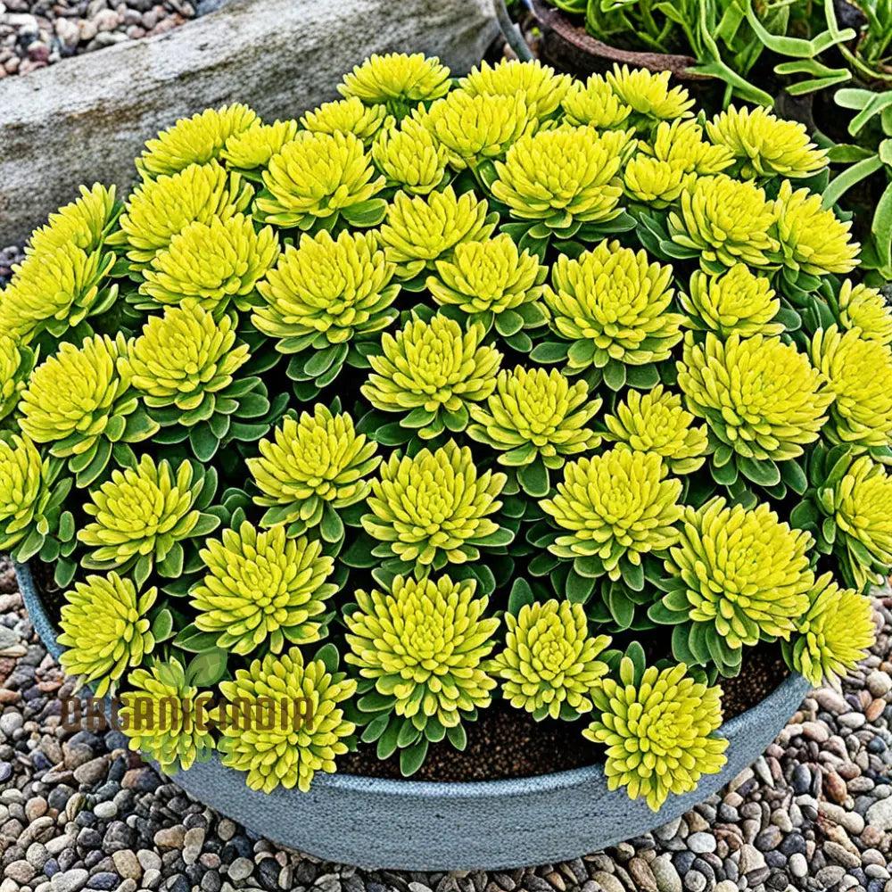 Yellow Sedum Kamtschaticum Flower Seeds - Sunshine Blooms For Hardy Garden Groundcovers Perennials