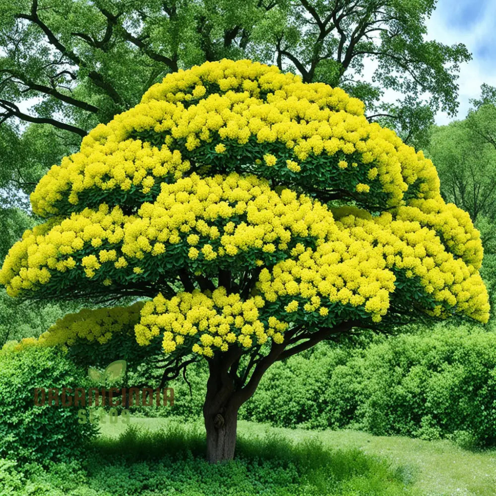 Yellow Sedum Kamtschaticum Flower Seeds - Sunshine Blooms For Hardy Garden Groundcovers Perennials