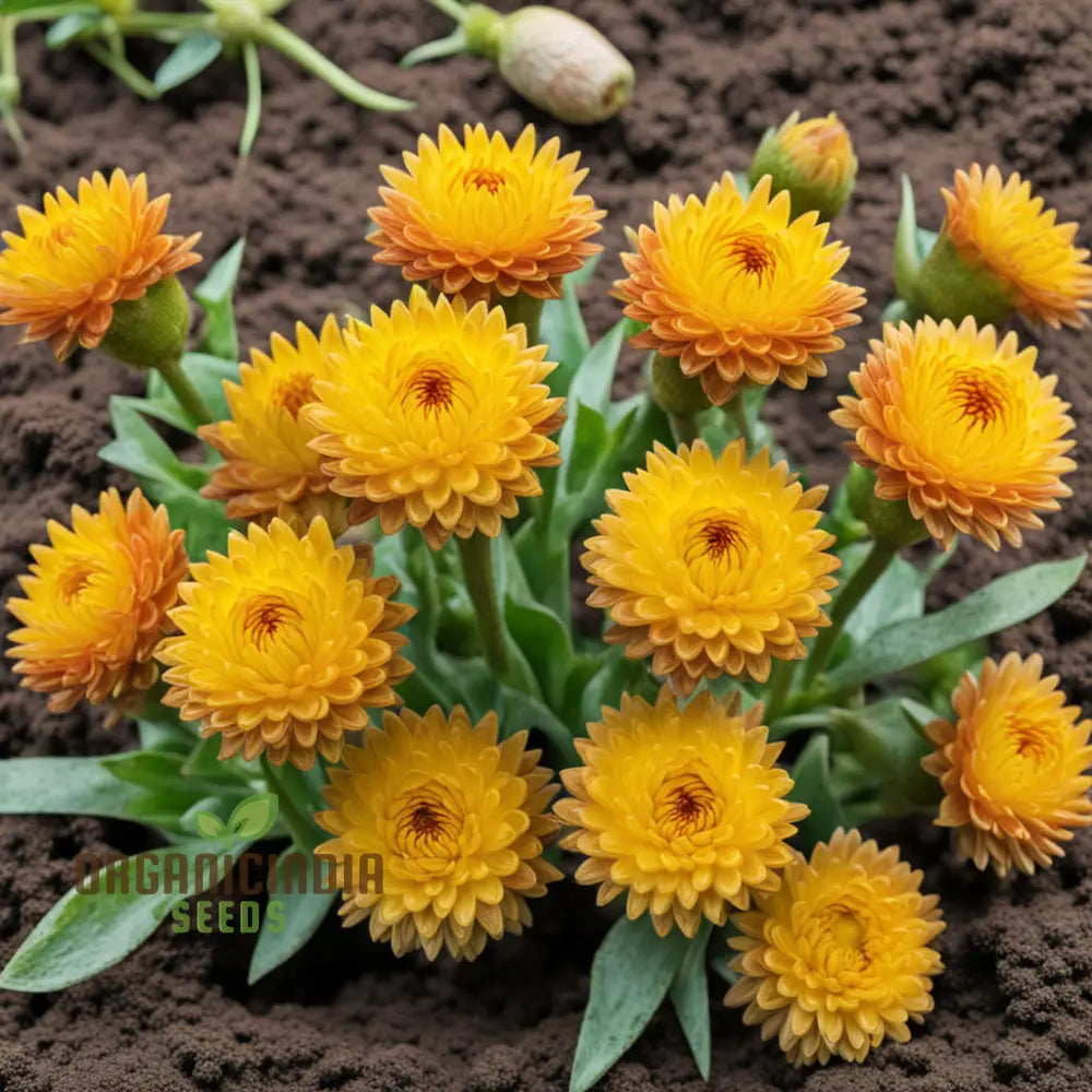 Yellow Strawflower Seeds Annual Flower Growing Strawflowers From Annuals