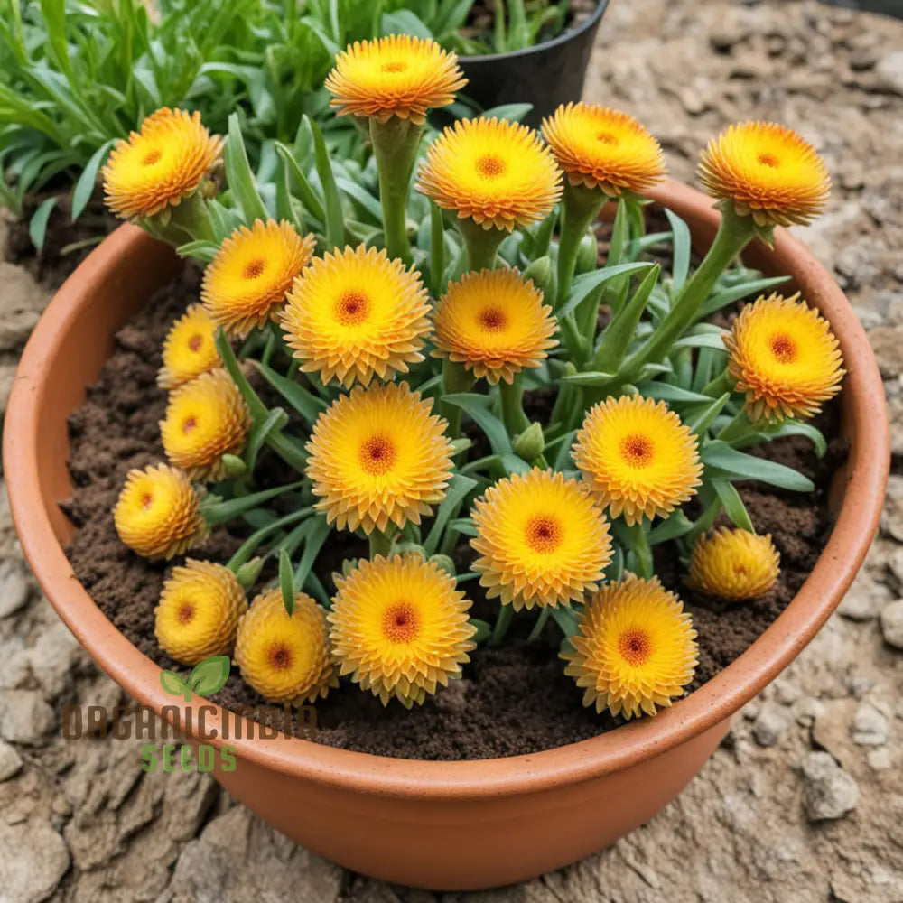 Yellow Strawflower Seeds Annual Flower Growing Strawflowers From Annuals