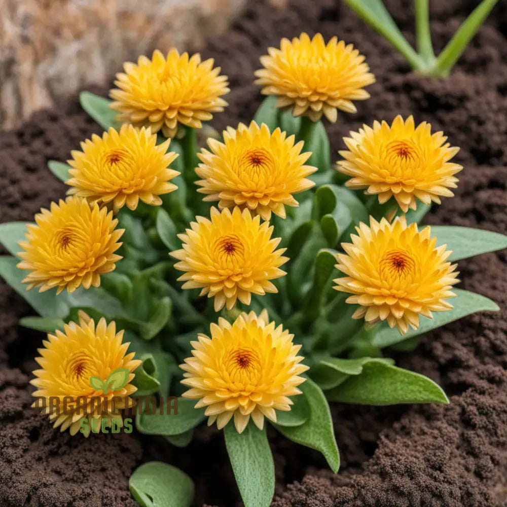 Yellow Strawflower Seeds Annual Flower Growing Strawflowers From Annuals