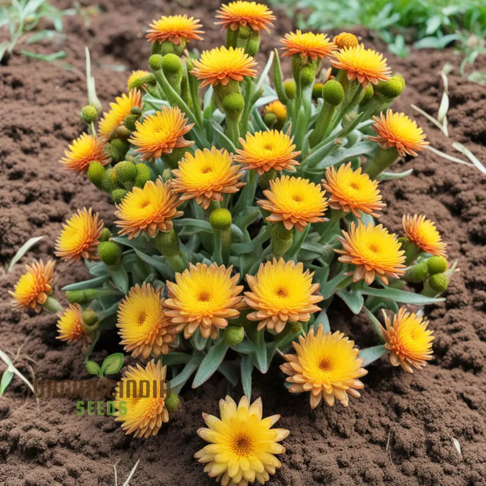 Yellow Strawflower Seeds Annual Flower Growing Strawflowers From Annuals