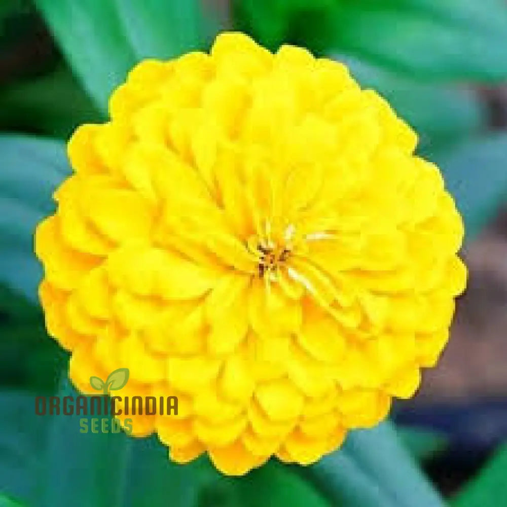 Yellow Summer Flower Mix Seeds For Planting And Gardening | Vibrant Blooms Your Garden