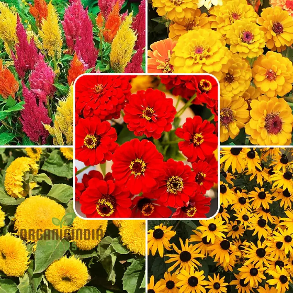 Yellow Summer Flower Mix Seeds For Planting And Gardening | Vibrant Blooms Your Garden