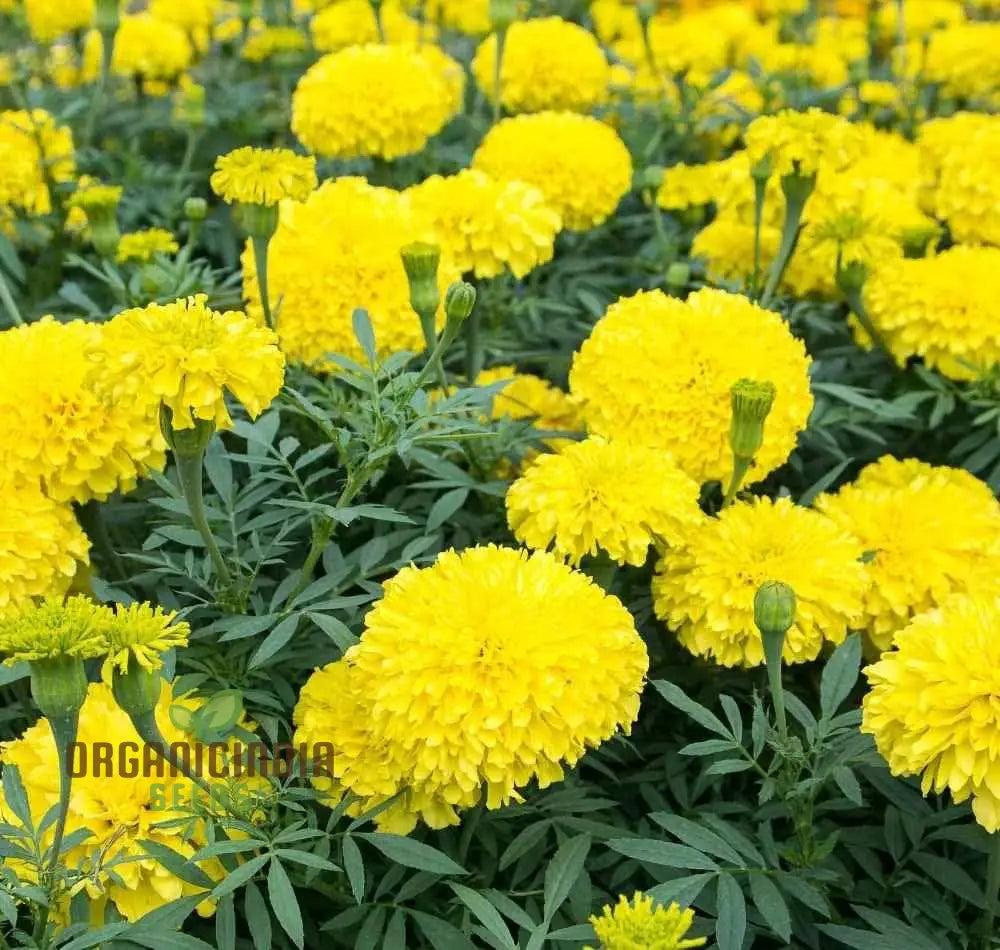 Yellow Summer Flower Mix Seeds For Planting And Gardening | Vibrant Blooms Your Garden