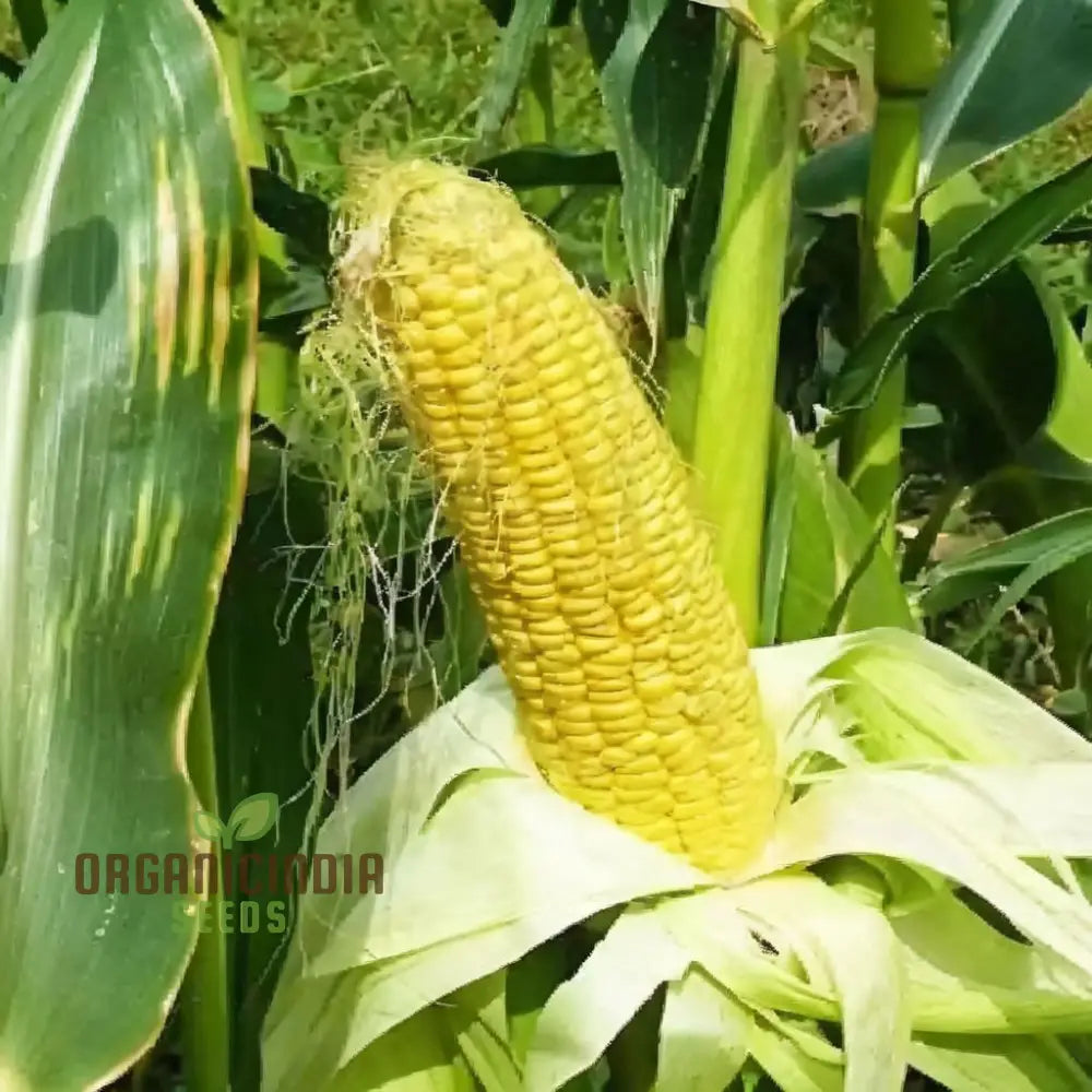 Yellow Sweet Corn Seeds Golden Harvest Premium For Vibrant And Delicious Squash Gourds