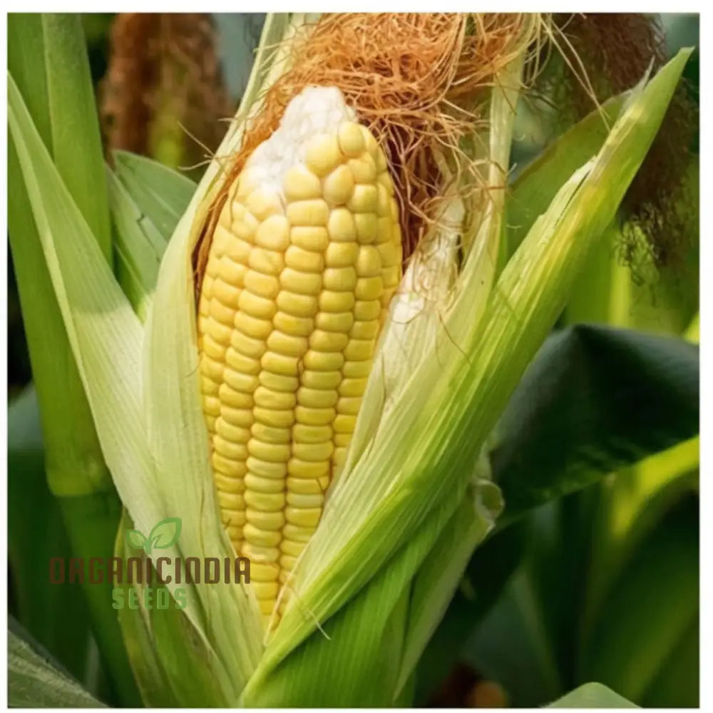 Yellow Sweet Corn Seeds Golden Harvest Premium For Vibrant And Delicious Squash Gourds