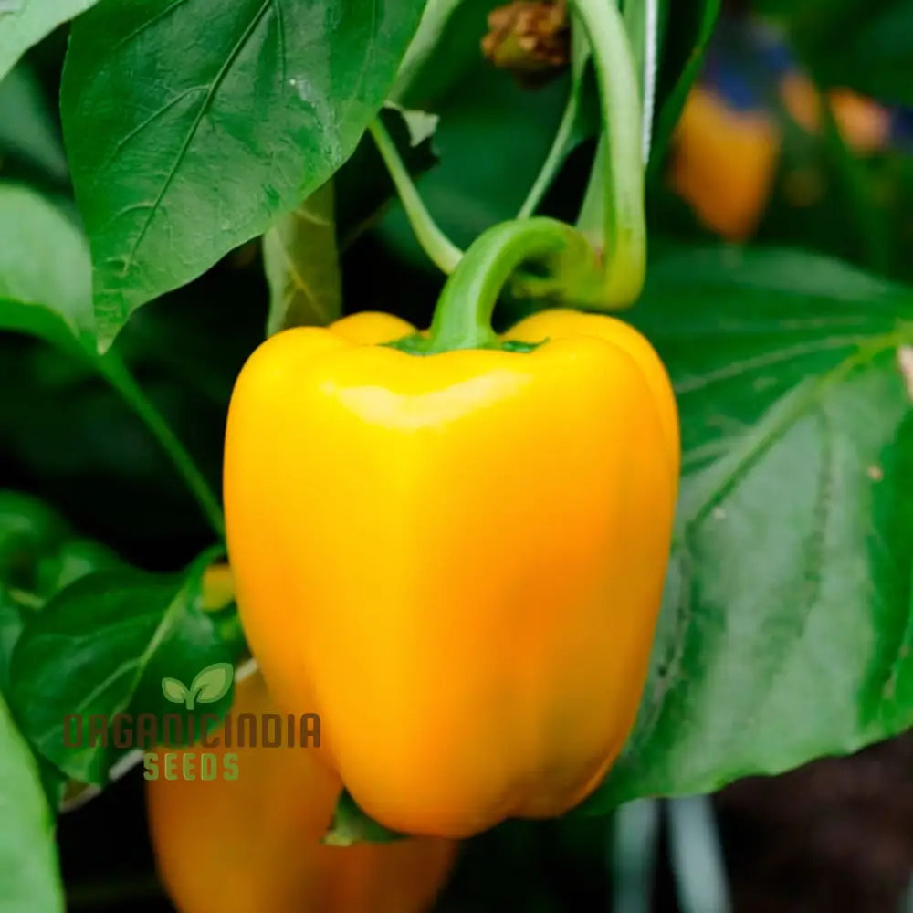 Yellow Sweet Pepper Vegetable Seeds Bright And Crunchy Peppers For Fresh Garden Flavor