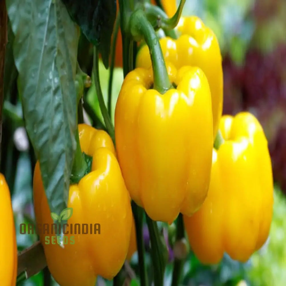 Yellow Sweet Pepper Vegetable Seeds Bright And Crunchy Peppers For Fresh Garden Flavor