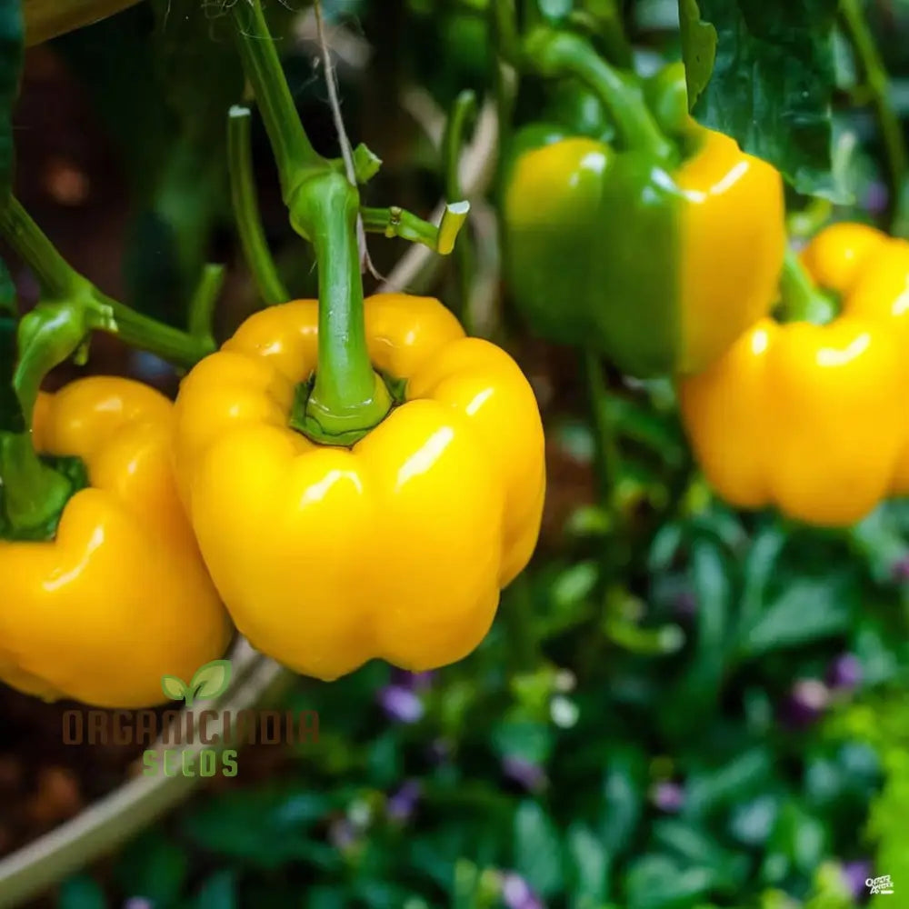 Yellow Sweet Pepper Vegetable Seeds Bright And Crunchy Peppers For Fresh Garden Flavor