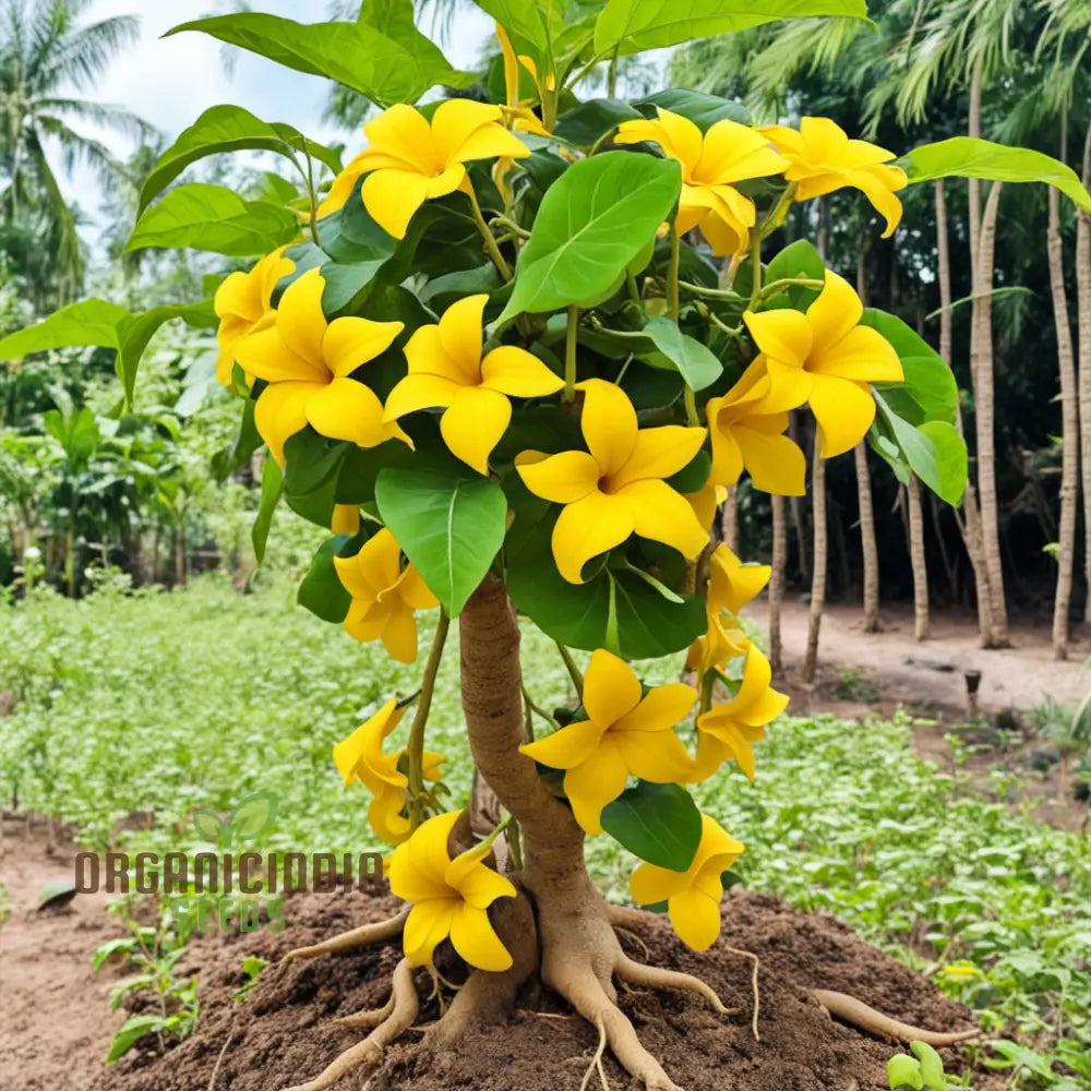 Yellow Thunbergia Flower Seeds For Planting Annuals