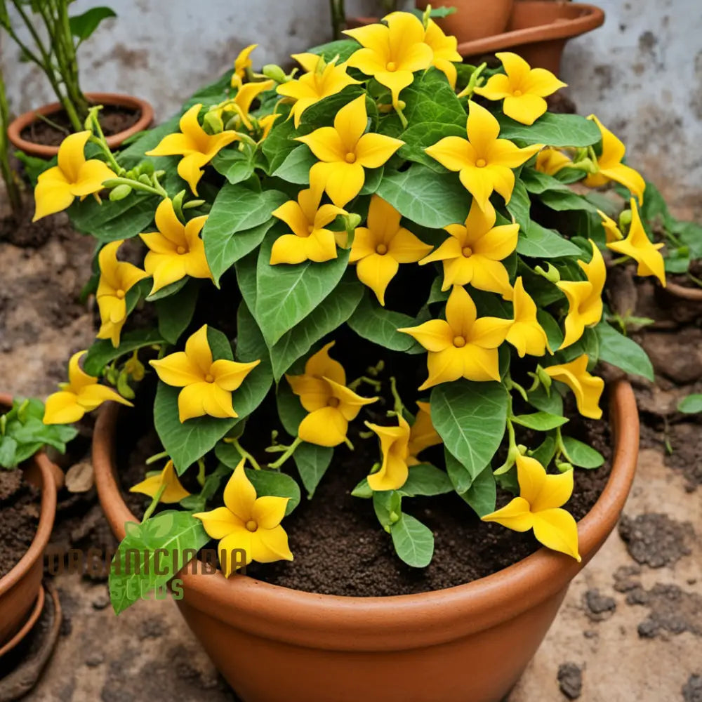 Yellow Thunbergia Flower Seeds For Planting Annuals