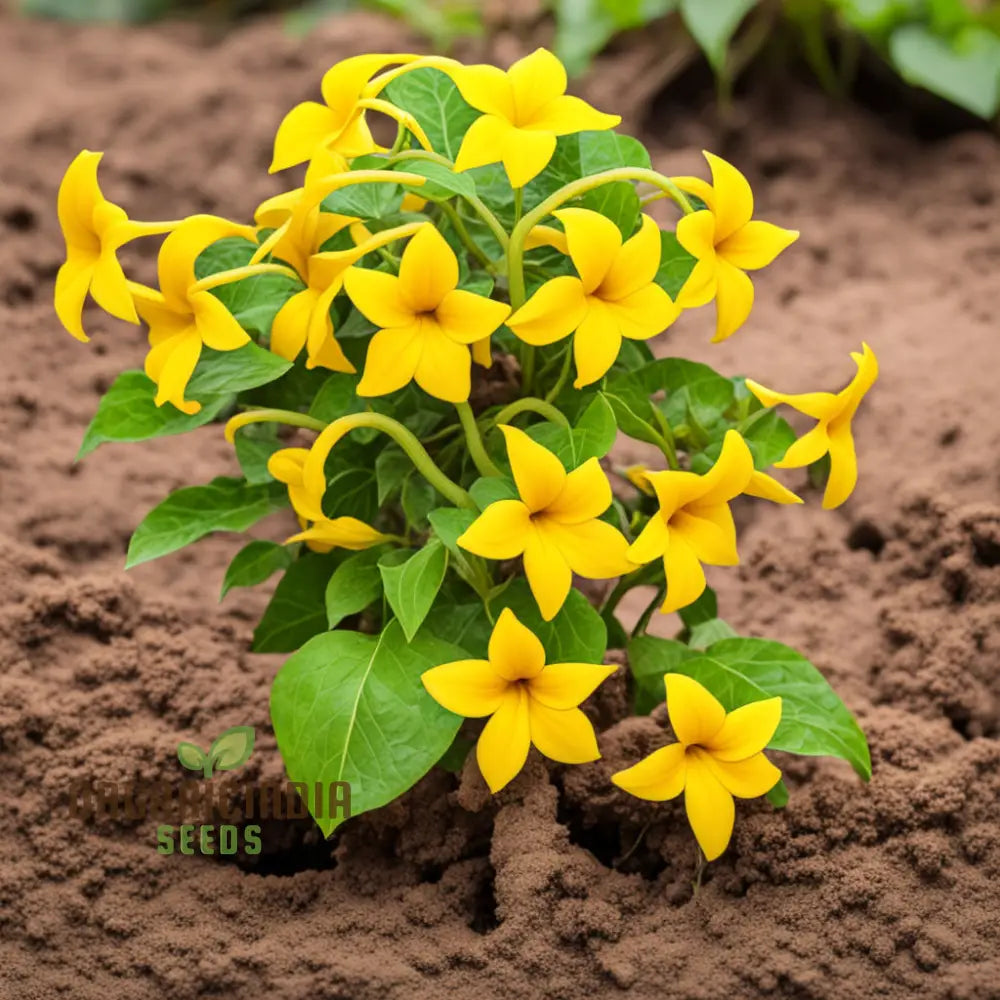 Yellow Thunbergia Flower Seeds For Planting Annuals