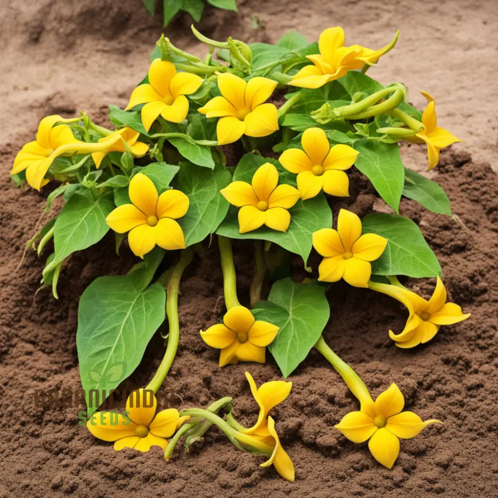 Yellow Thunbergia Flower Seeds For Planting Annuals