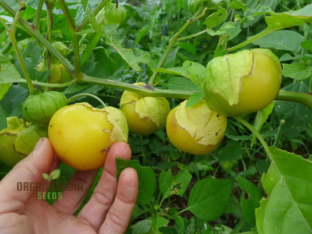 Yellow Tomatillo Vegetable Seeds Cultivating Tips For Successful Planting And Gardening