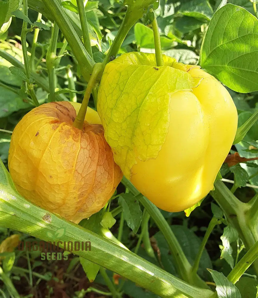 Yellow Tomatillo Vegetable Seeds Cultivating Tips For Successful Planting And Gardening