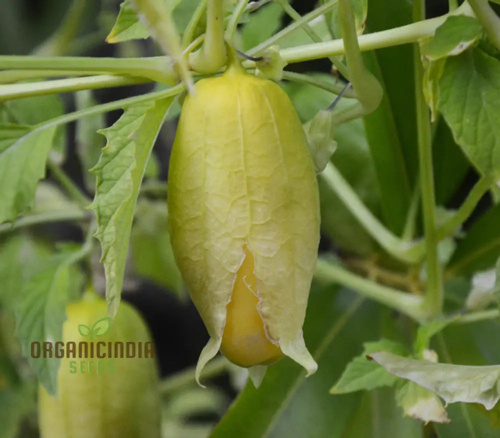 Yellow Tomatillo Vegetable Seeds Cultivating Tips For Successful Planting And Gardening