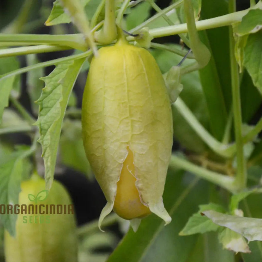 Yellow Tomatillo Vegetable Seeds Cultivating Tips For Successful Planting And Gardening