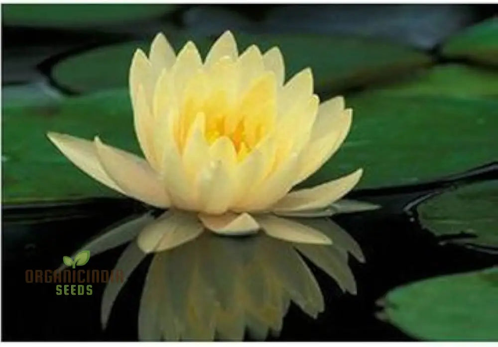 Yellow Water Lily Flower Seeds For Planting Perfect Aquatic Gardening High-Quality Flower A Vibrant