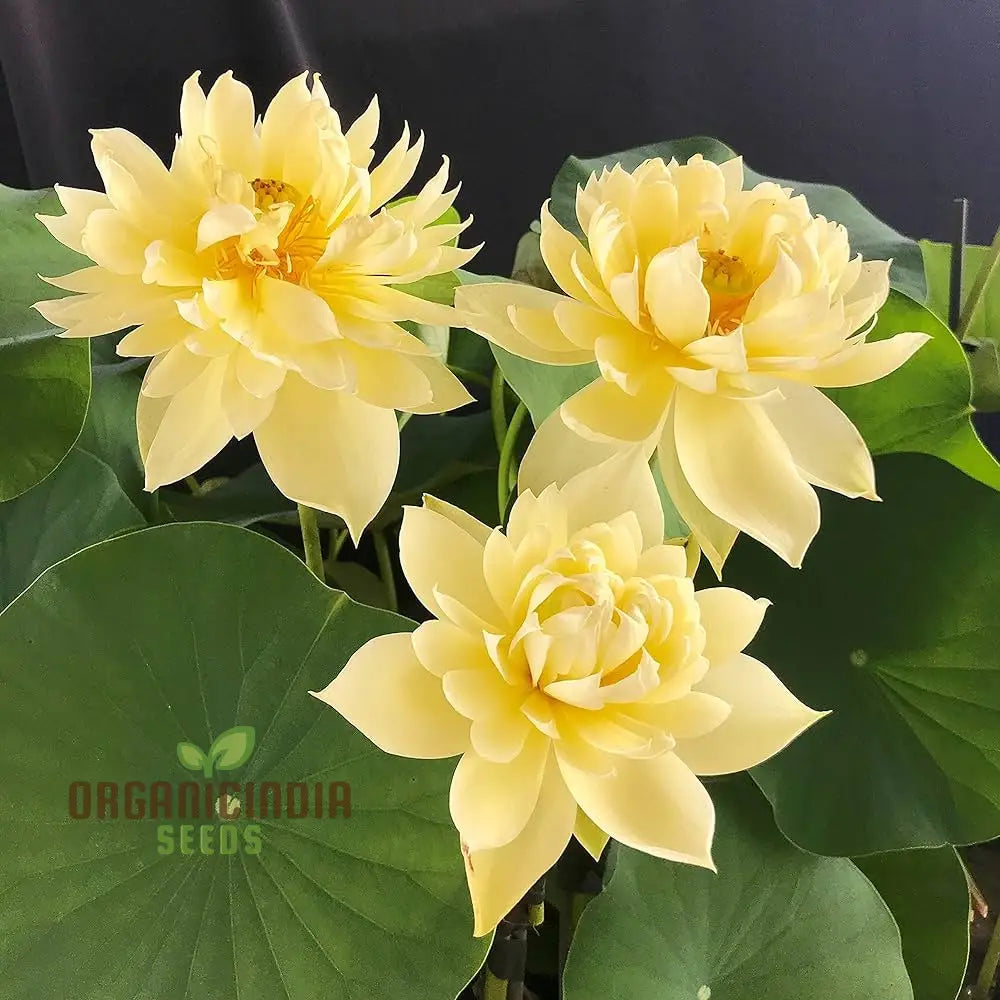 Yellow Water Lily Flower Seeds For Planting Perfect Aquatic Gardening High-Quality Flower A Vibrant