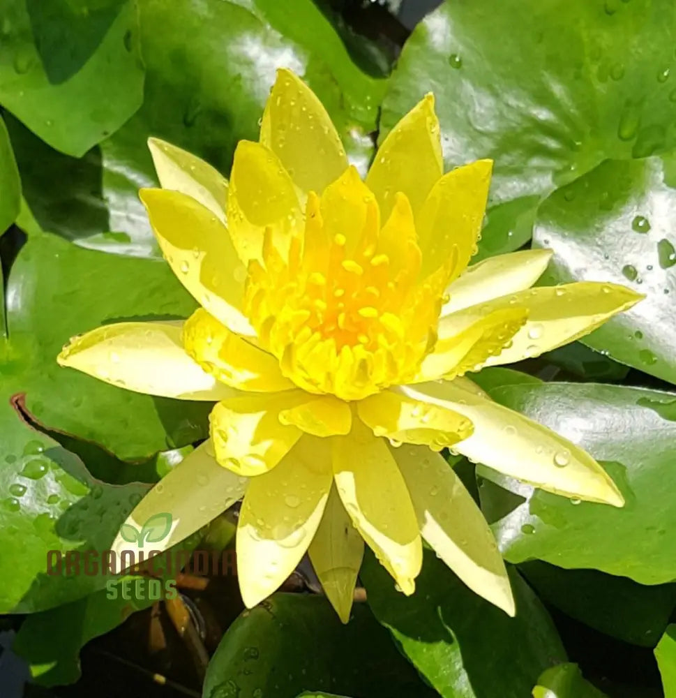 Yellow Water Lily Flower Seeds For Planting Perfect Aquatic Gardening High-Quality Flower A Vibrant