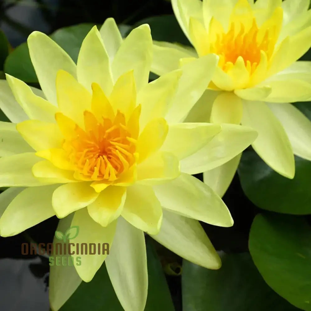 Yellow Water Lily Flower Seeds For Planting Perfect Aquatic Gardening High-Quality Flower A Vibrant