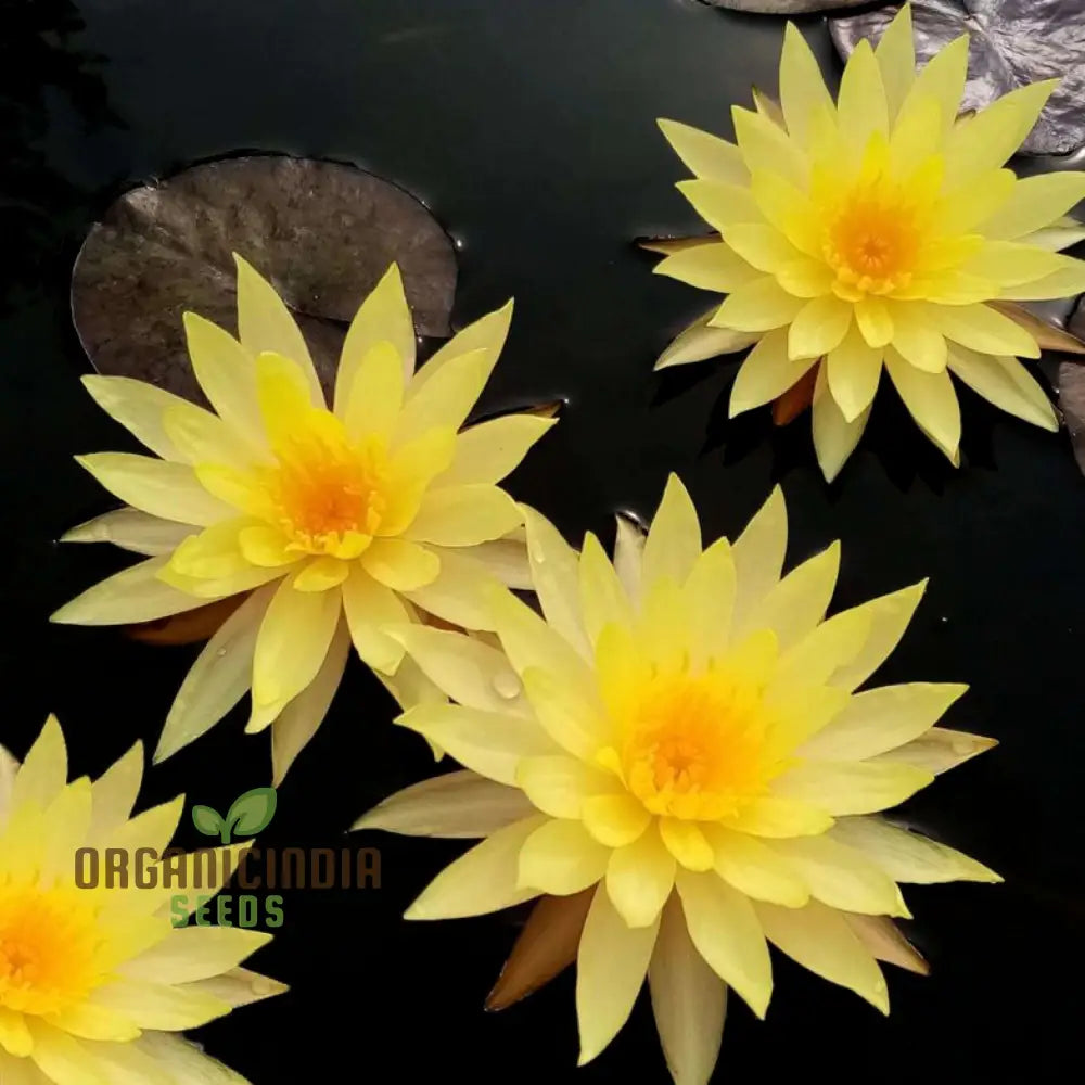 Yellow Water Lily Flower Seeds For Planting Perfect Aquatic Gardening High-Quality Flower A Vibrant