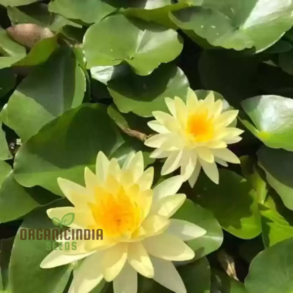 Yellow Water Lily Flower Seeds For Planting Perfect Aquatic Gardening High-Quality Flower A Vibrant