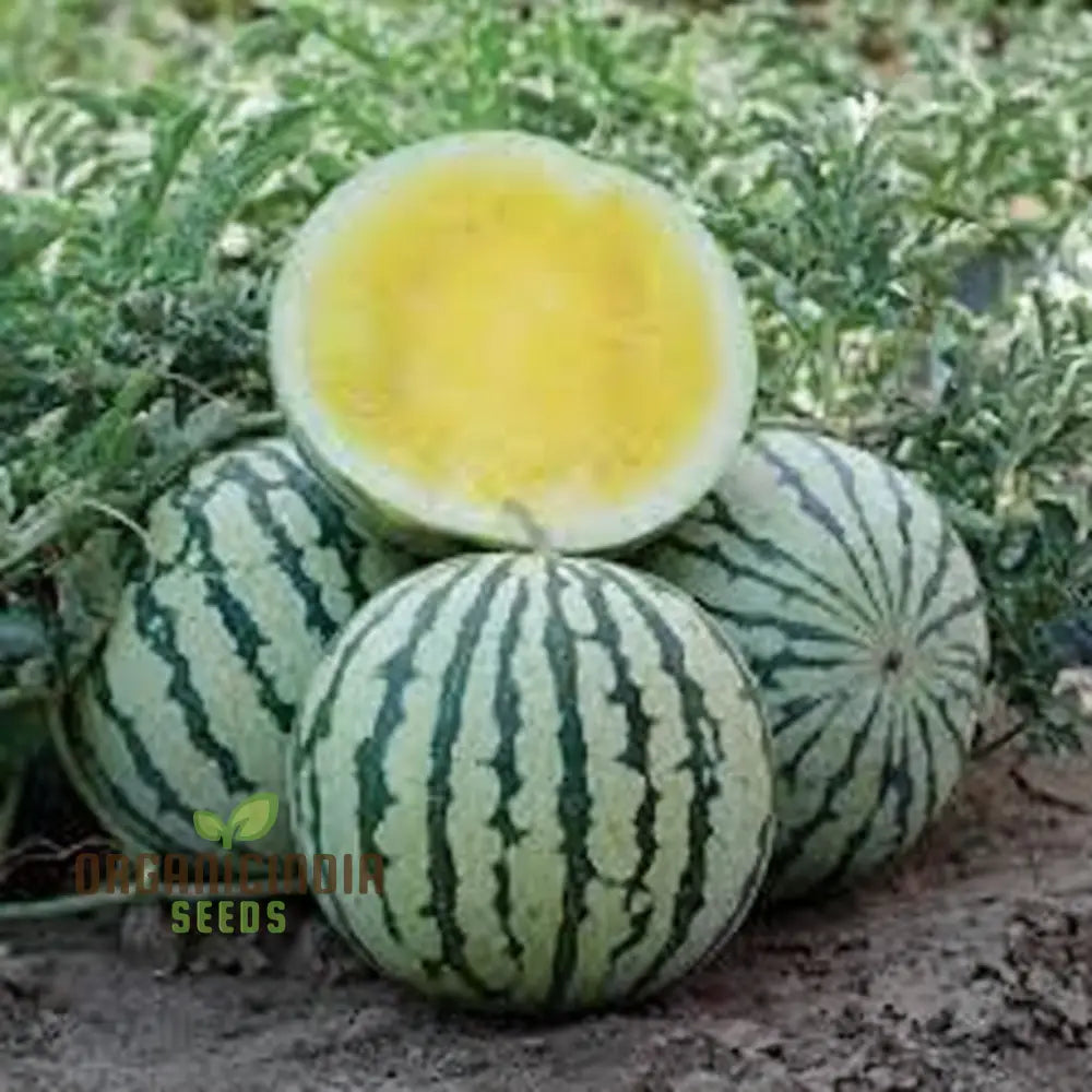 Yellow Watermelon Fruit Seeds For Expert Gardening