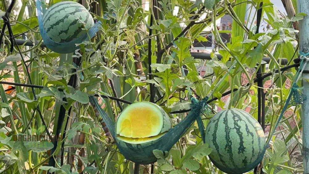 Yellow Watermelon Fruit Seeds For Expert Gardening