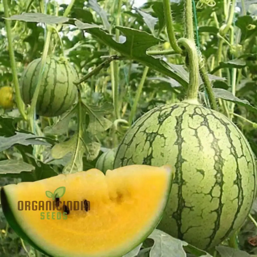 Yellow Watermelon Fruit Seeds For Expert Gardening