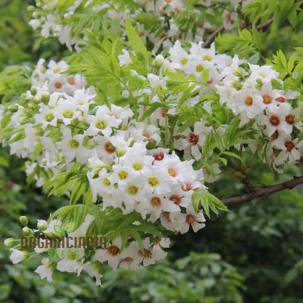 Yellowhorn Tree Seeds - Xanthoceras Sorbifolium For Stunning Landscape Additions