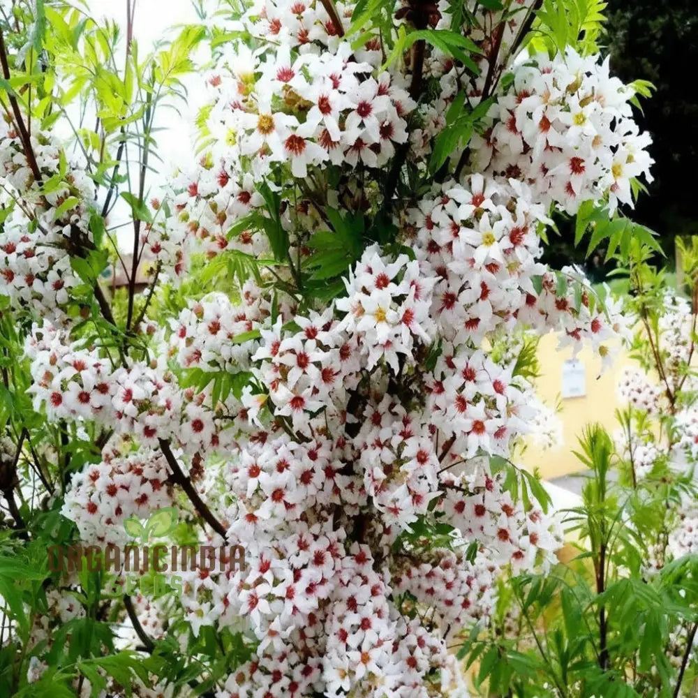 Yellowhorn Tree Seeds - Xanthoceras Sorbifolium For Stunning Landscape Additions