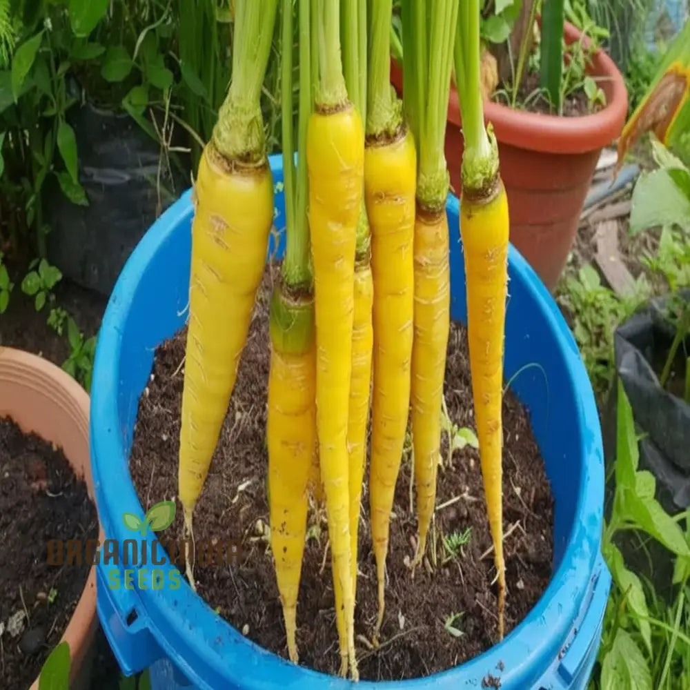 Yellowstone Carrot Seeds - Vibrant Yellow Roots For Nutritious And Sweet Harvests Vegetable