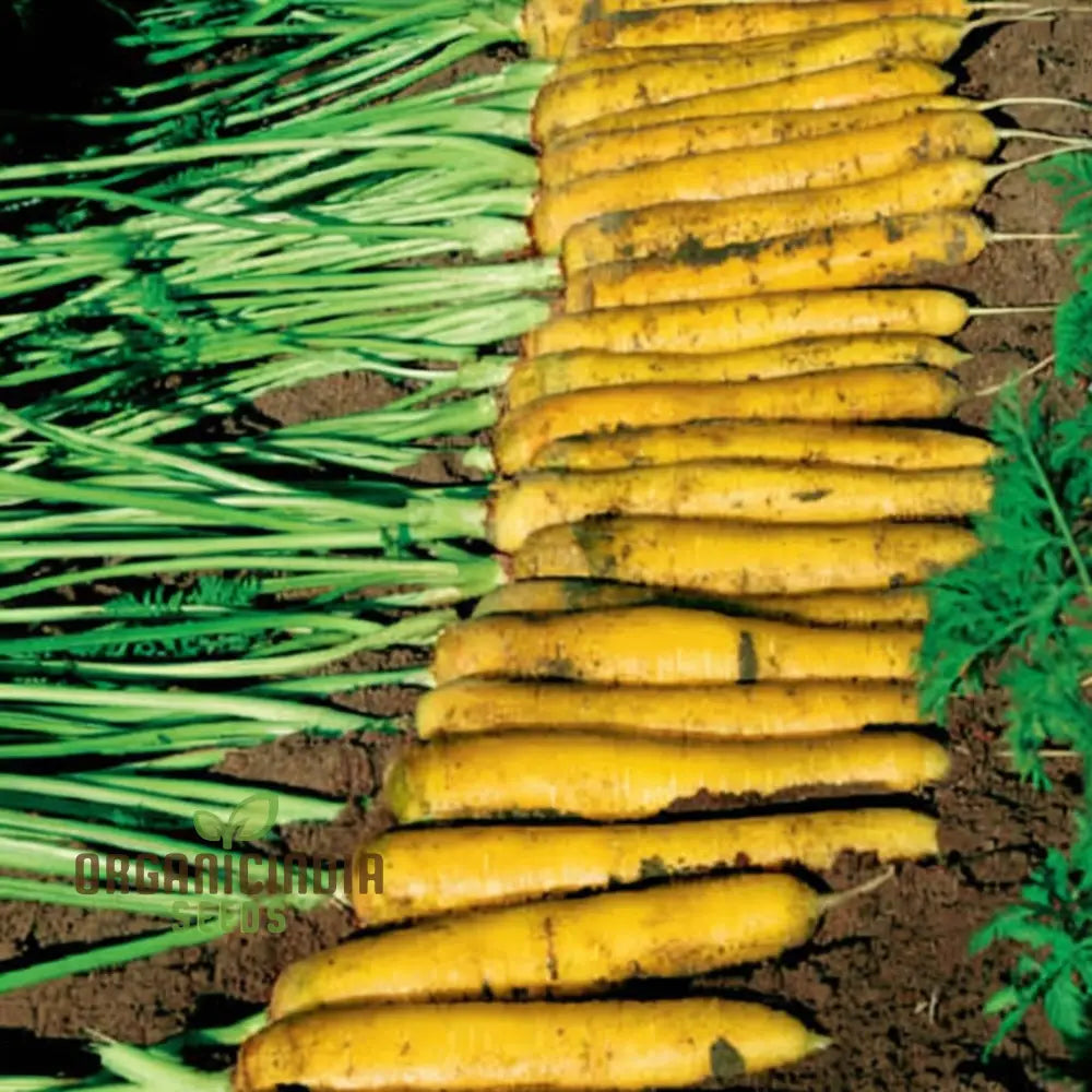 Yellowstone Carrot Seeds - Vibrant Yellow Roots For Nutritious And Sweet Harvests Vegetable