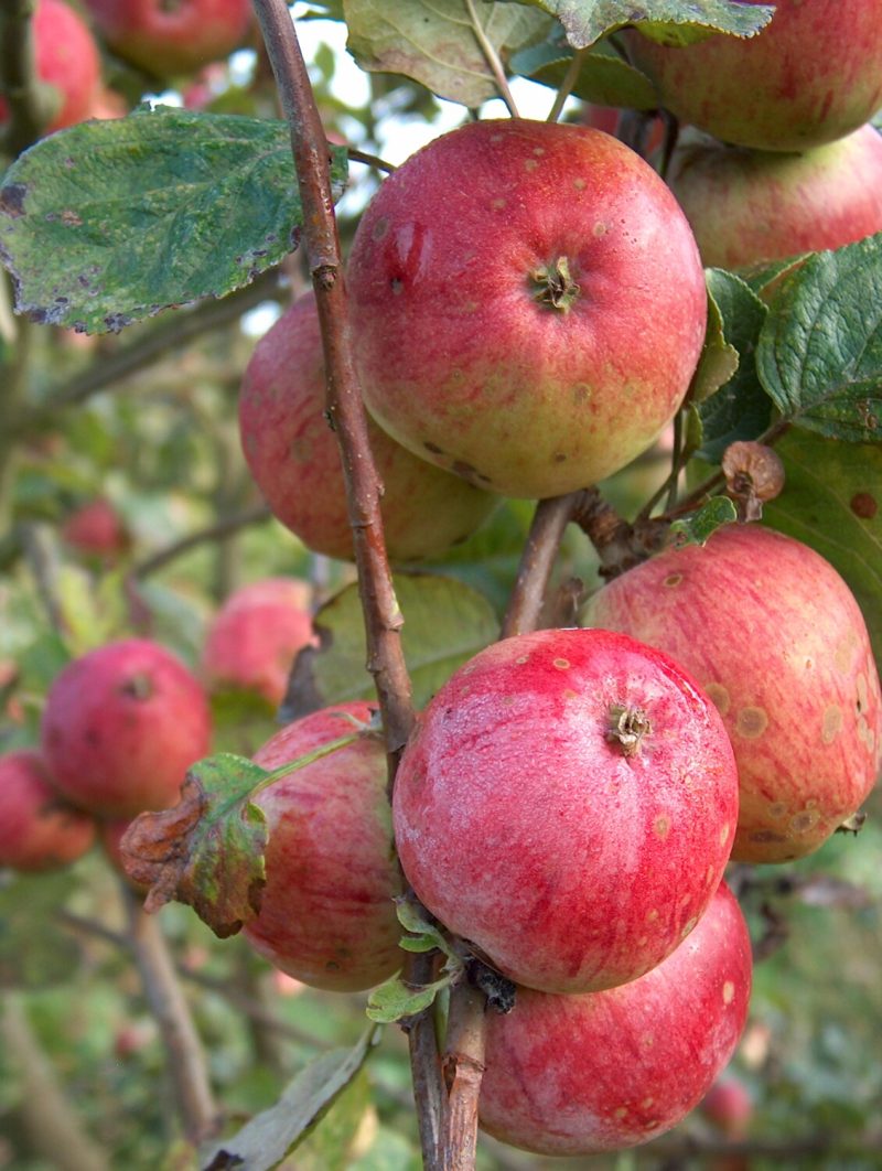 Yarlington Mill Apple Seeds for Planting – Rich, Sweet & Aromatic Cider Apples