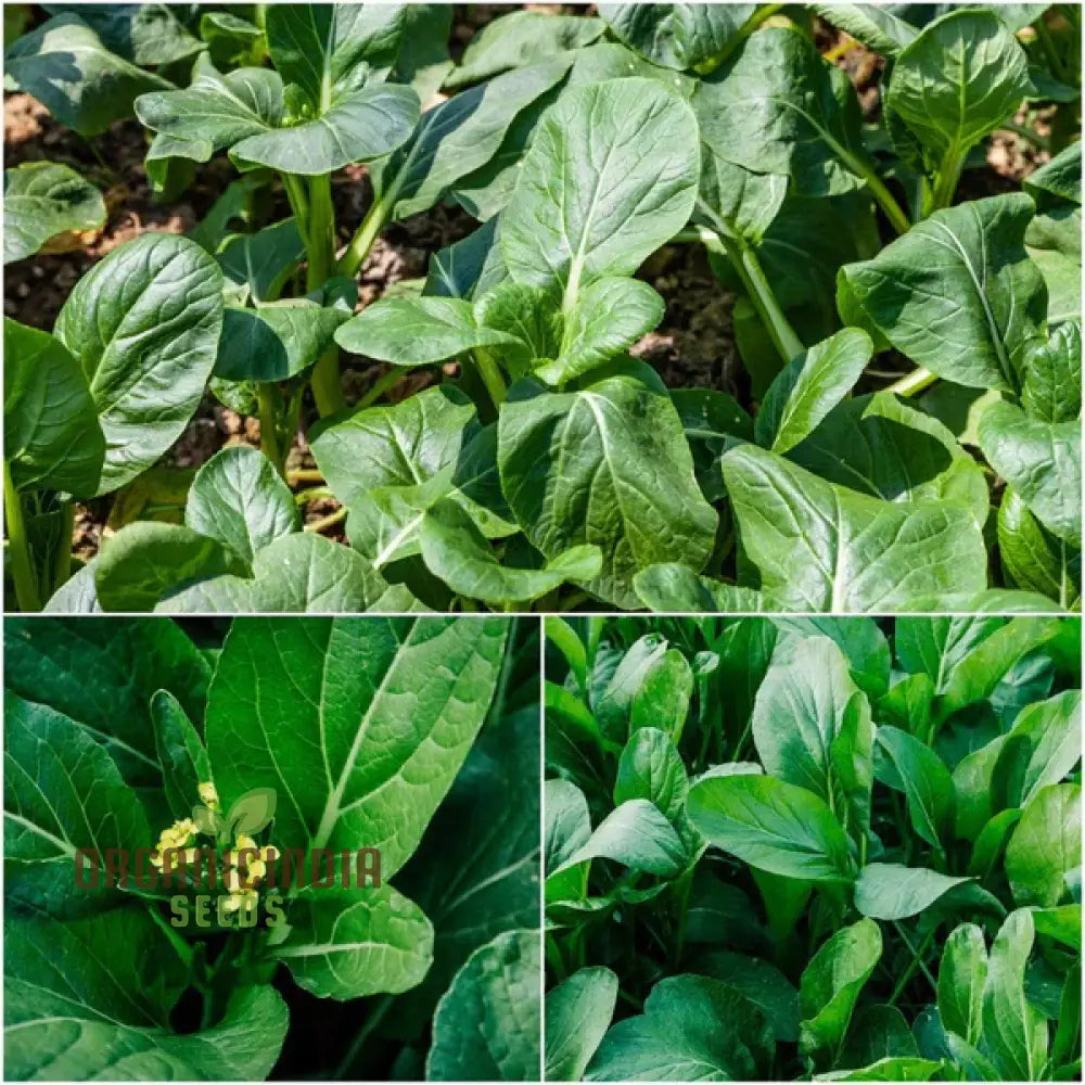 Yu Choy Sum Vegetable Seeds For Planting Early Green: Expert Tips For Growing Nutritious Greens