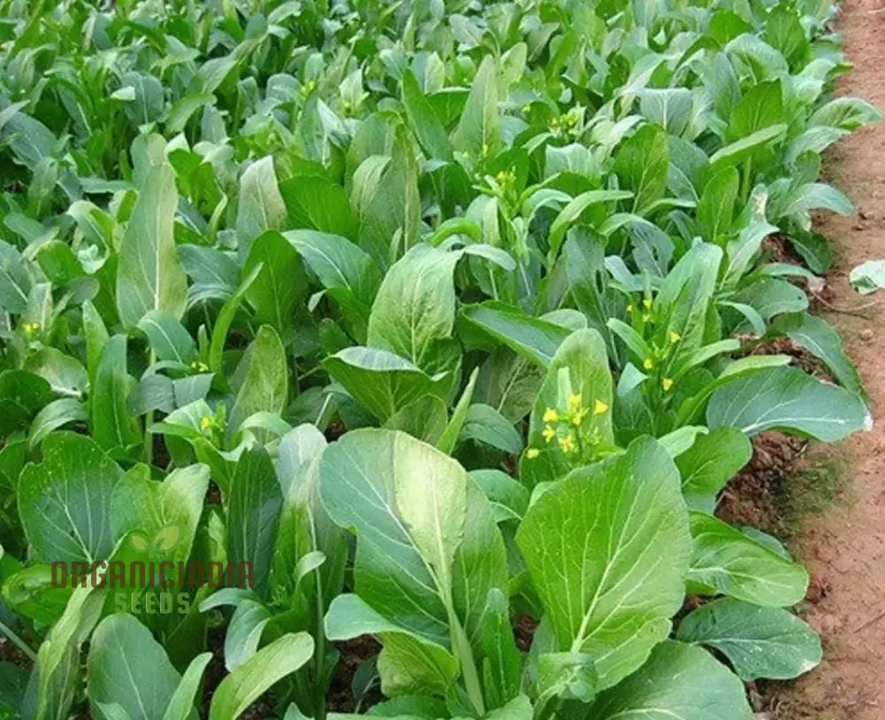 Yu Choy Sum Vegetable Seeds For Planting Early Green: Expert Tips For Growing Nutritious Greens