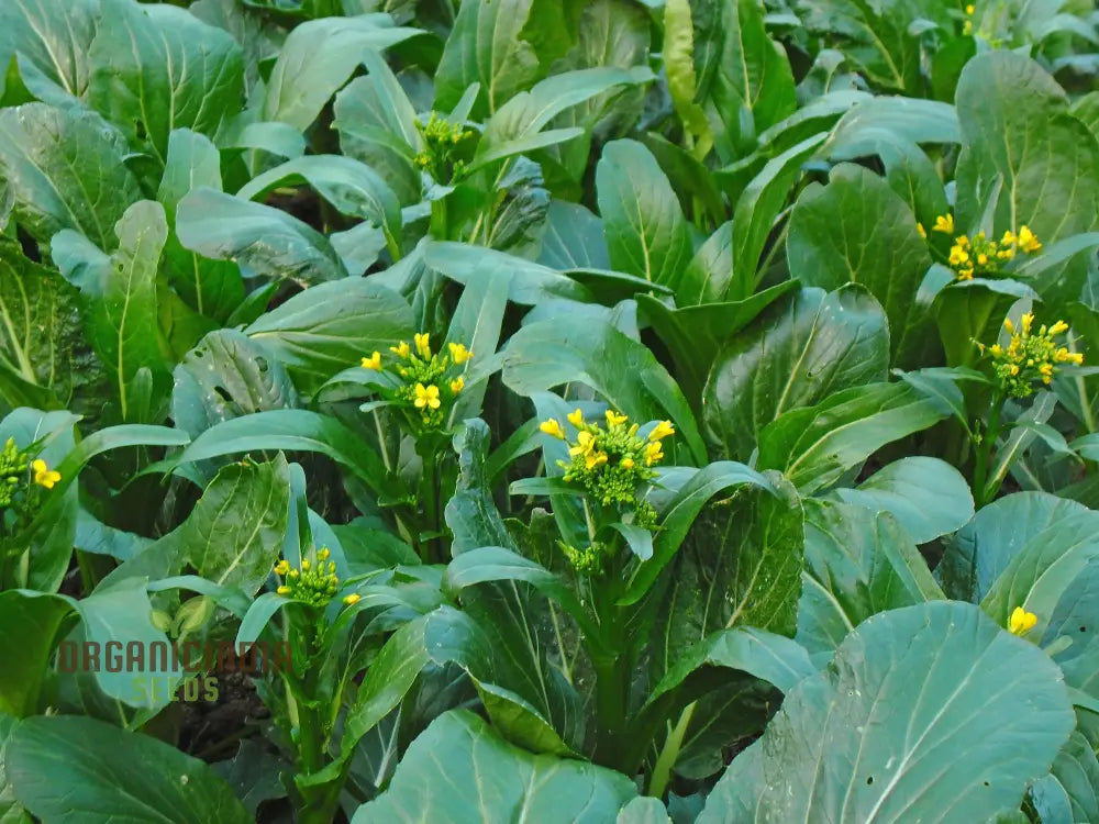 Yu Choy Sum Vegetable Seeds For Planting Early Green: Expert Tips For Growing Nutritious Greens